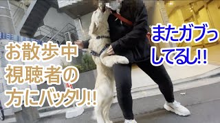 お散歩してたら視聴者の方にバッタリ！でもやっぱりガブっ!!!!ゴールデンレトリバーの子犬ティト。