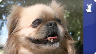 Doglopedia - Pekingese