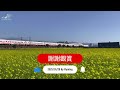 季節限定各式列車與油菜花的邂逅~苗栗市英才路旁20250128