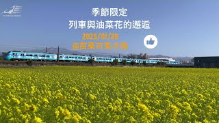 季節限定各式列車與油菜花的邂逅~苗栗市英才路旁20250128