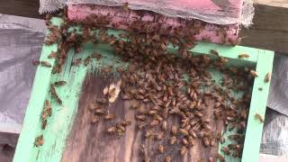 1104  ./.  How I add bees to a hive that needs help growing up      # 63 EF