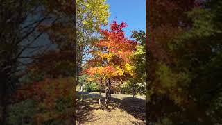 北海道大学の紅葉は見頃