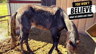 HORSE RESCUE TRANSFORMATION - Shocking!😮