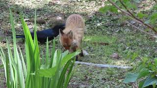 ヘビを食べるキタキツネ