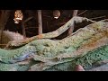 🔴 live animal kingdom monday for rides and shows at walt disney world 1 27 2025