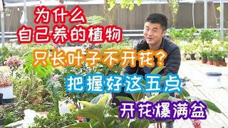 买回家的植物只长叶子不开花？把握好这五点，开花不犯难！