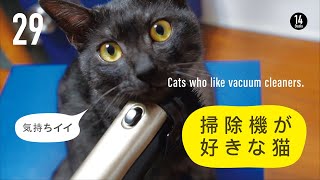 掃除機が好きな猫。Cats who like vacuum cleaners.掃除機で吸われて気持ちイイ！It feels good to be sucked by a vacuum cleaner!