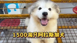 1500农村宠物市场淘阿拉斯加犬【天哥萌宠】