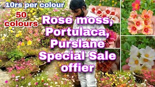 Rose moss, Portulaca, Purslane, 50 colours ka sale, full detailing of Portulaca, 9 o'clock parcel.