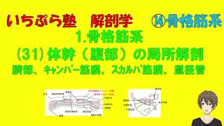 【いちぷら塾】解剖学　14骨格筋系　1 骨格筋　32腹部　局所解剖（臍部、ｷｬﾝﾊﾟｰ筋膜、ｽｶﾙﾊﾟ筋膜、鼠径管）