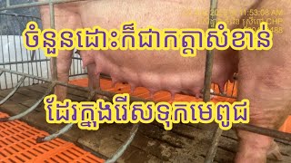 ដោះច្រើនក៏ជាចំណុចសំខាន់ក្នុងការជ្រើសរើសទុកធ្វើមេពូជដែរ