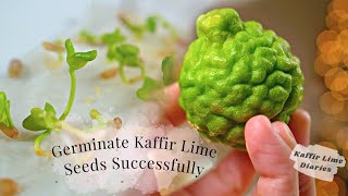 GERMINATE KAFFIR LIME SEEDS SUCCESSFULLY