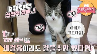 고양이를 부탁해 - 경묘당에 들어온 늦둥이 청이_#001