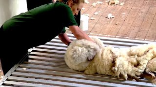 Rhagbrawf Trin Gwlan pob gwlad | All Nations Wool handling Prelim