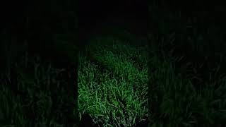 🥶🥶The Night Duty in wheat farming🥶🥶 #DHOGLEsquare #youtubeshort #farming #kishan #wheat #MKfarming