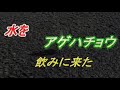 水を飲みに来たアゲハチョウ