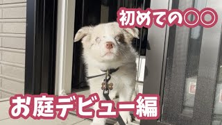 【生後２ヵ月】初めてお外に出たボーダーコリーの子犬【お庭デビュー】