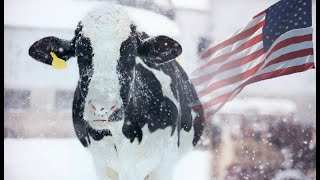 COW FROZEN TO DEATH!? the AMERICAN DAIRY INDUSTRY - The Hoof GP