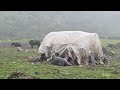 Best Nepali Himalayan Nepali Village Lifestyle in Heavy Rainy Time | Himalayan Yak Farm Farming Life