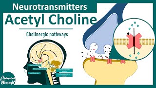 Neurotransmitters : Acetyl choline | Cholinergic pathways in the brain