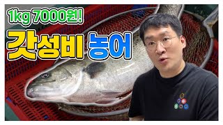 자연산 민농어🐟 갓성비 횟감입니다 이렇게 회로 드세요