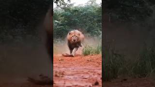 ye amaiyra ne kise bula liya #funny #comedy #baby #cutebaby#shorts#viral#trending#lion#animals