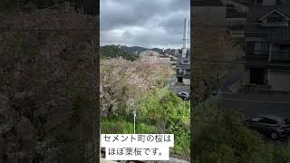 【short】大分県津久見市セメント町の桜はほぼ葉桜です。