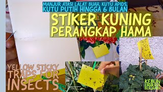 Stiker Kuning Perangkap Hama Lalat Buah Apids Kutu Putih (Ampuh Pengalamanku)