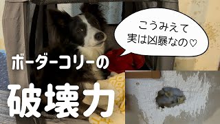 【🐶お迎え予定の方必見】ボーダーコリーの破壊力を紹介します