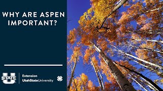 Why are Aspen Important?