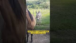 JUMENTO COBRINDO ÉGUA BAIA • JEGUE COBRINDO #jegue #jumento #mula #égua #lidadogado #fazenda