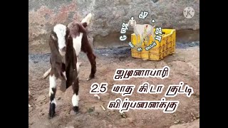 ஜமுனாபாரி 2.5 மாத கிடா குட்டி விற்பனைக்கு | jamunapari 2.5 month male kid for sale