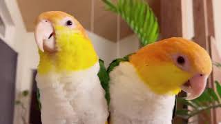 [シロハラインコ]夜にも奇妙なシロハラ夫婦