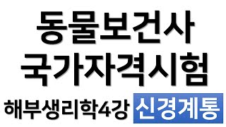 동물해부생리학 4강 신경계통의 구조와 기능 동물보건사 국가자격시험 요약강의