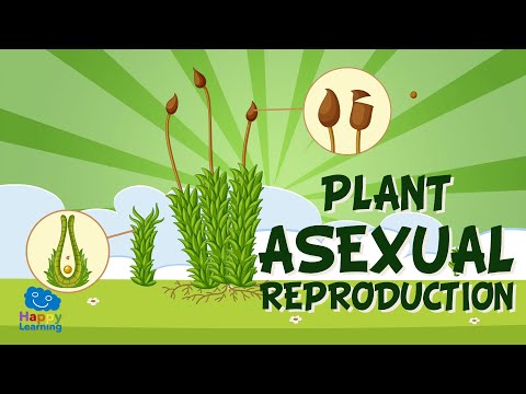 How do flowers reproduce asexually?