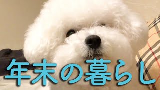 愛犬と赤ちゃんへクリスマスプレゼント！年の瀬のわたまるとの暮らし