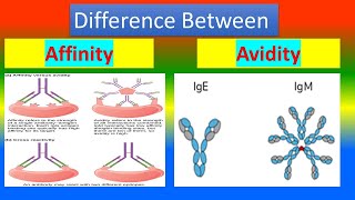 Difference between Affinity and Avidity