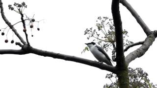 灰山椒鳥 Ashy Minivet 2