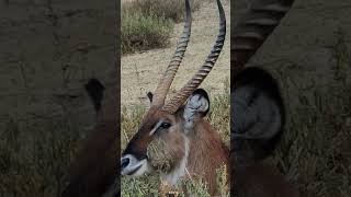 Waterbuck | Amazing Animal in The World | World Info #waterbuck