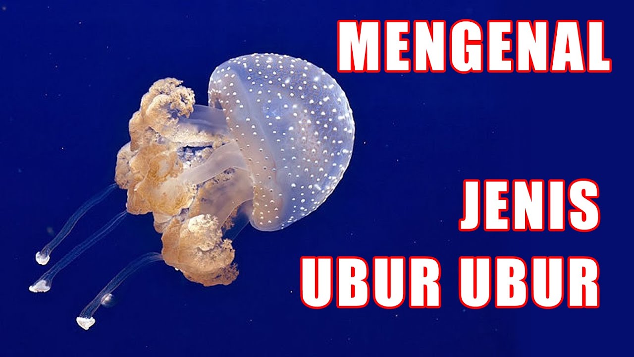 Idamco - MENGENAL JENIS UBUR UBUR | HEWAN PURBA - YouTube