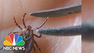 New research may reveal why Lyme disease causes chronic symptoms for some