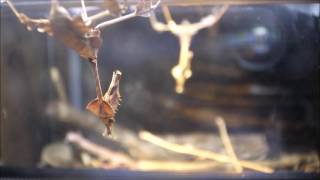 Wandering violin mantis sees herself in a mirror Gongylus gongylodes