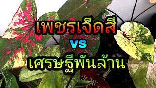 ความแตกต่างของบอนสี​ยอดนิยม​ เพชรเจ็ดสี​ vs เศรษฐีพันล้าน