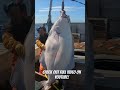 Alaska halibut! #halibut #fisherman #fishinglife