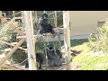 子供と遊ぶシャバーニ handsome gorilla