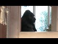 子供と遊ぶシャバーニ handsome gorilla