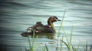 野鳥撮影・ カイツブリのおんぶ　2/2　Little grebe