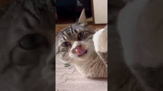 Cute Meow 🐈 Viral Video _ #meowvideos_#animalsvideo _#cutecatvideos ।।Meow Video _#shorts ।।