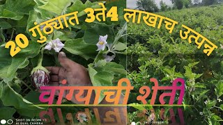 वांग्याची शेती//20 गुंठ्यात वांग्याची लागवड/bringal farm