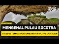 Mengenal Pulau Socotra Disebut Tempat Persembunyian Dajjal Dan Alien